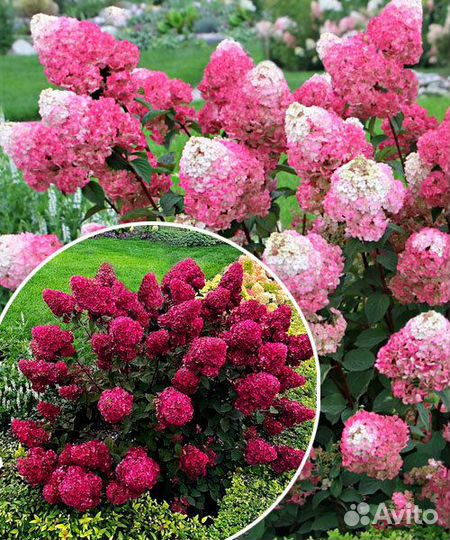 Гортензия Самарская Лидия (саженец )