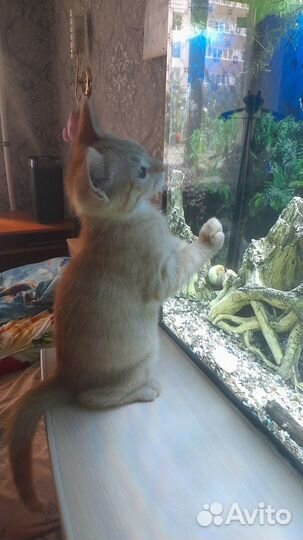 Ласковому рыжему котенку нужен дом