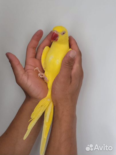 Ожереловый попугай