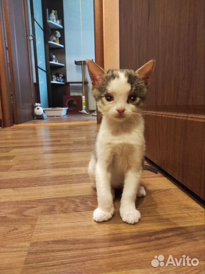 Котенок в добрые руки