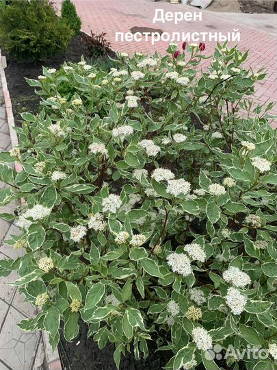 Многолетние цветы