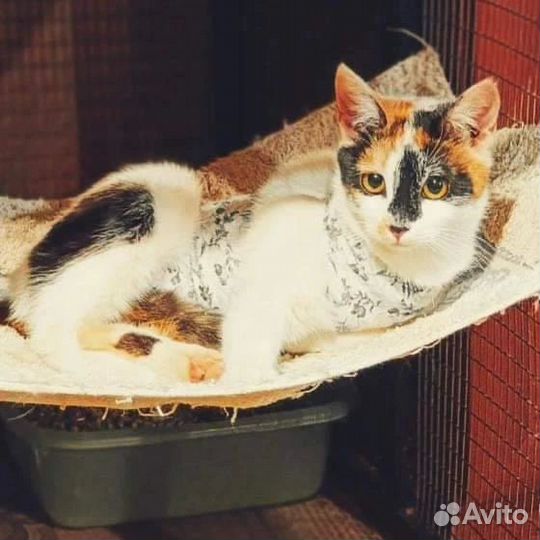 Срочный поиск дома, выпуск через 3 дня