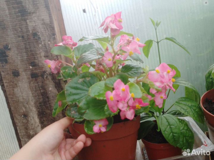 Бегония вечно цветущая