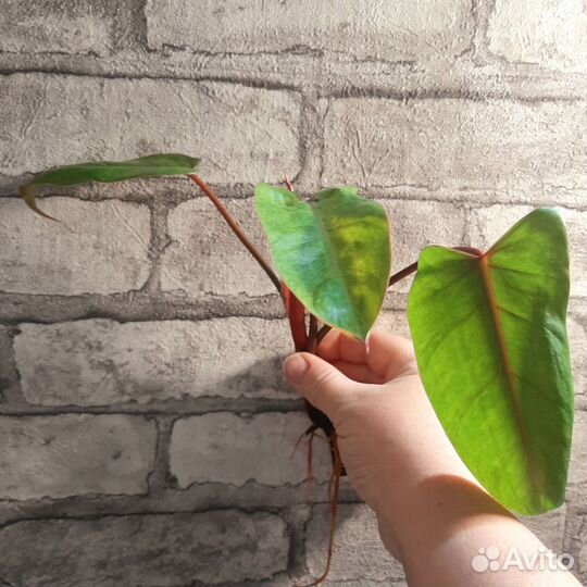 Филодендрон Painted Lady