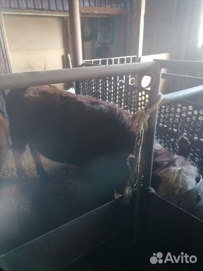 Телки и бык