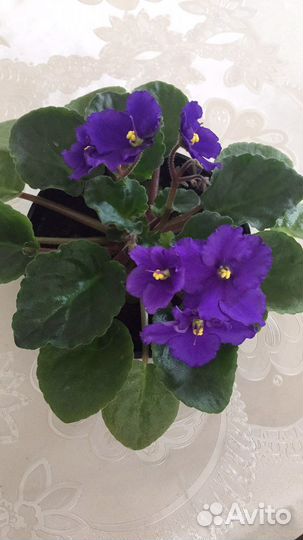 Фиалки разных сортов