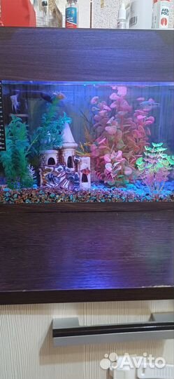 Аквариум 30 литров