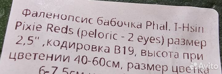 Орхидея фаленопсис пилорик