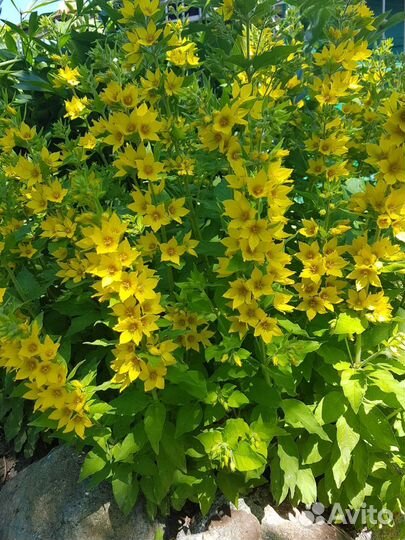 Растения для сада