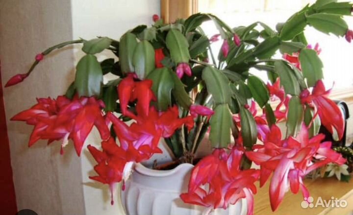 Декабрист шлюмбергера сортовой