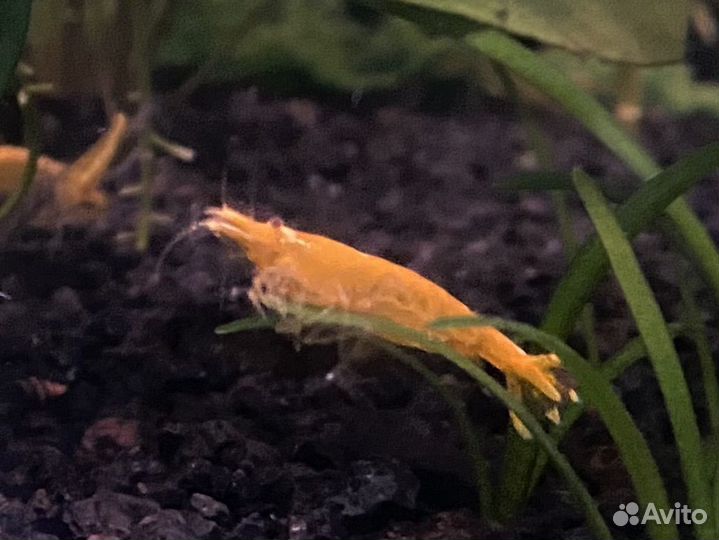 Креветки желтый неон и синие