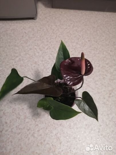 Цветок Антуриум Блек Лав