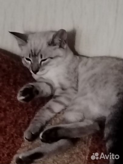 Отдам кошечку в добрые руки
