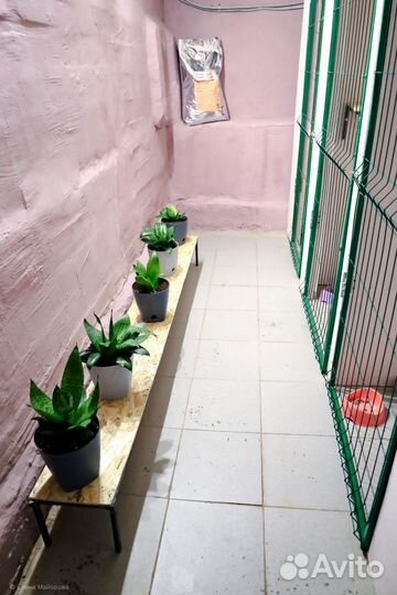 Гостиница для кошек и собак, Передержка кошек