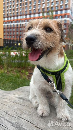 Вязка кобель джек рассел брокен