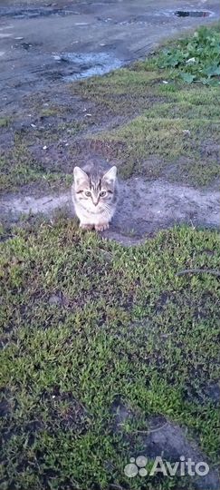 Котенок