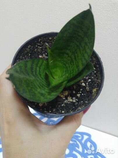 Сансевиерия низкорослая