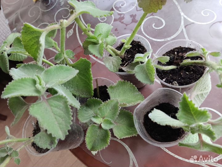 Мята комнатная домашняя