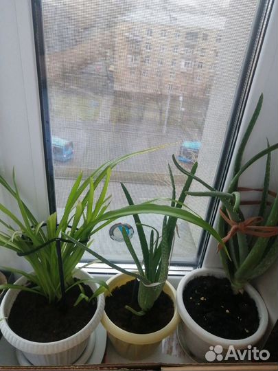 Алое лечебный