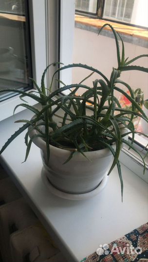 Алоэ столетник и алоэ вера