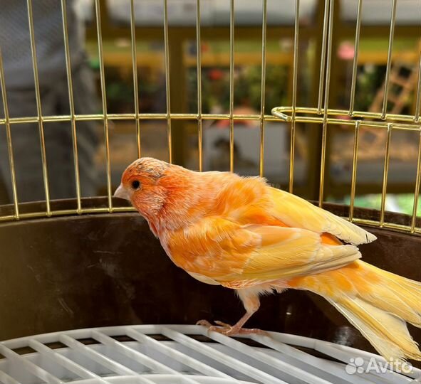 Кенар поющий