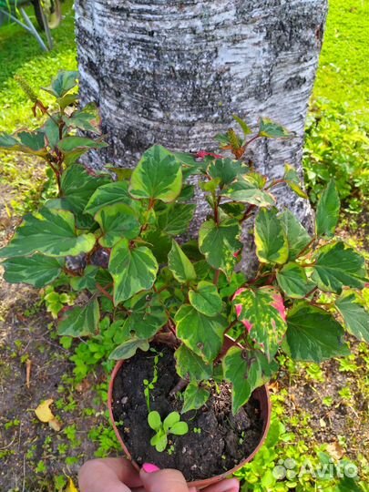 Многолетние цветы