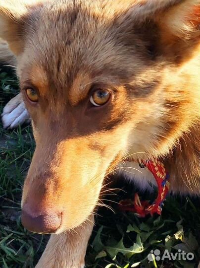 Собаки бесплатно