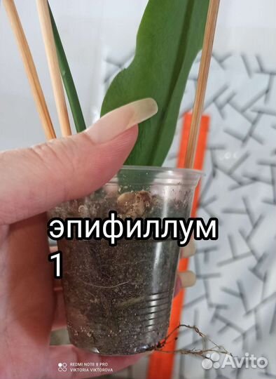 Эпифиллум и Марниера