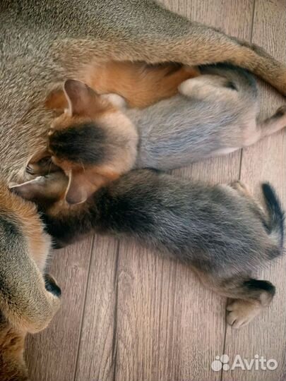 Абиссинские котята