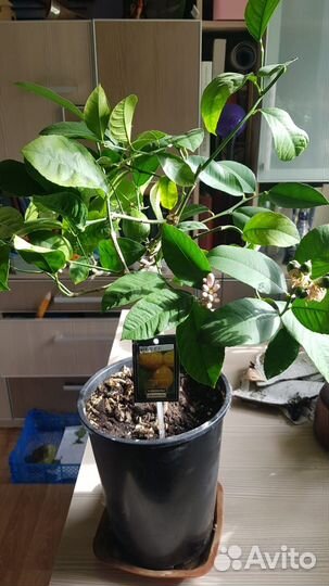 Китайский Лимон (Мейера). Цветы дома