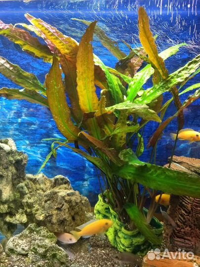 Аквариумные водоросли