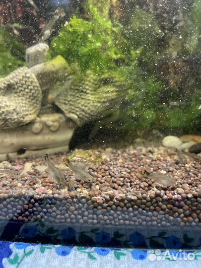 Рыбки гуппи