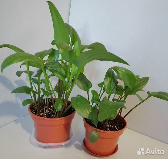 Дримиопсис пятнистый растение