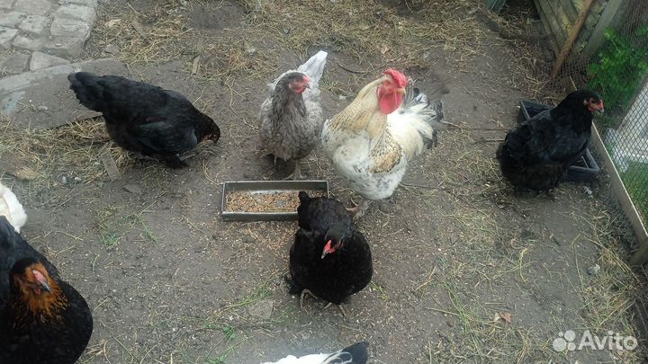 Яйцо для инкубатора