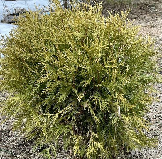 Туя Смагард Брабант Globoza Aurea