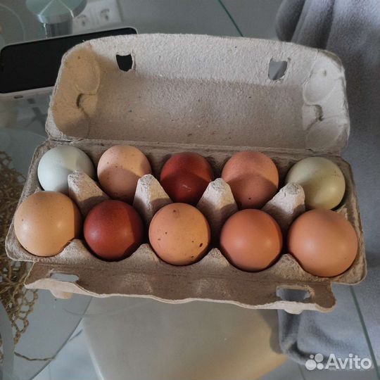 Курица домашняя из деревни