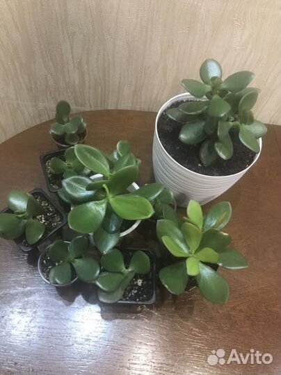 Толстянка, фикус разных сортов