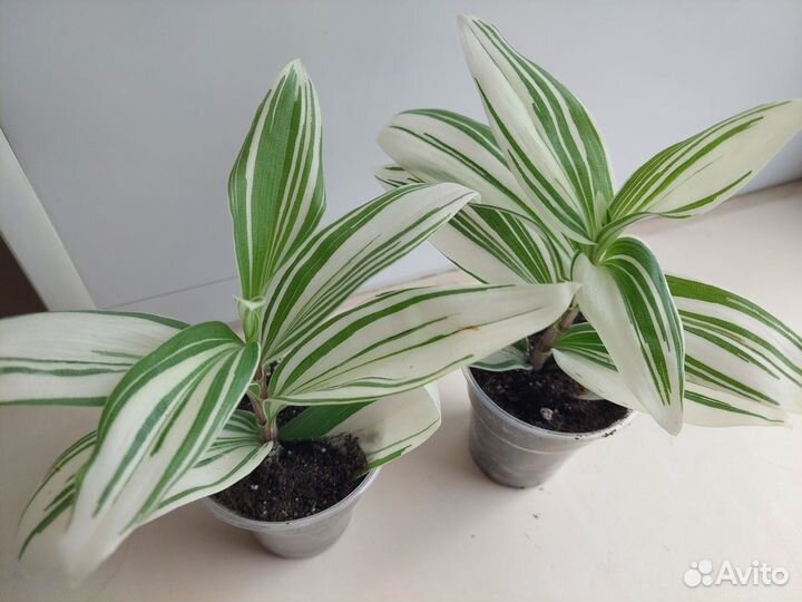 Традесканция Альбифлора