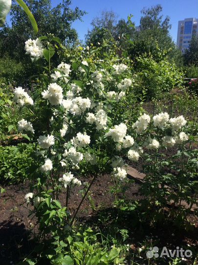 Чубушник Снежная лавина