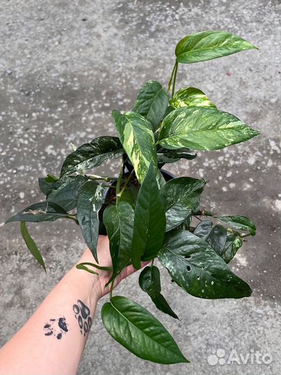 Эпипремнум и другие