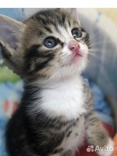 Котенок девочка