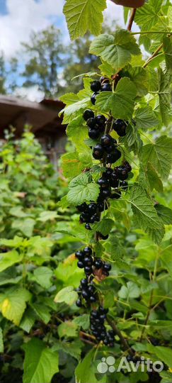 Продам ягоду смородину