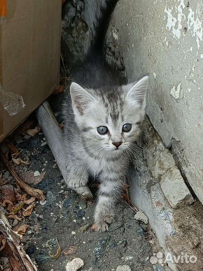 Котята мышеловы