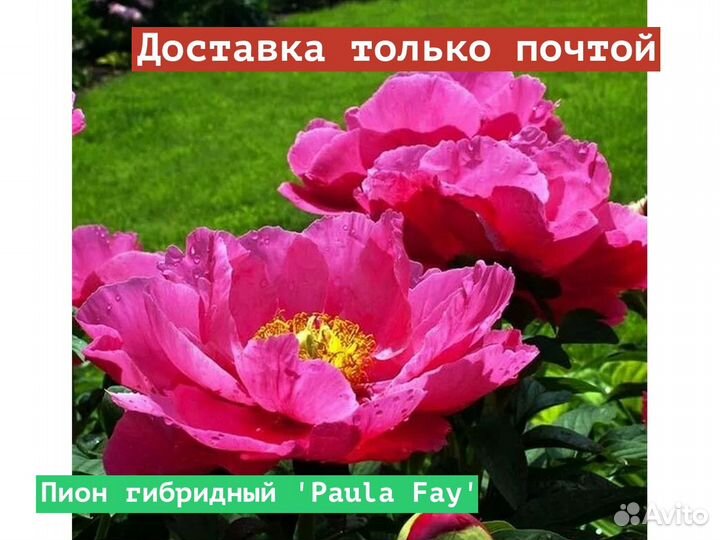 Пион гибридный Paula Fay