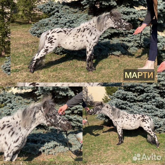 Американские миниатюрные лошади минипони аппалуза