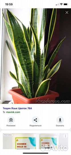 Сансевиерия