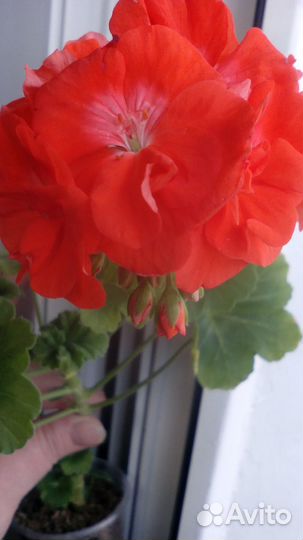 Sundanser сортовая пеларгония