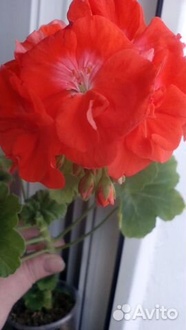 Sundanser сортовая пеларгония