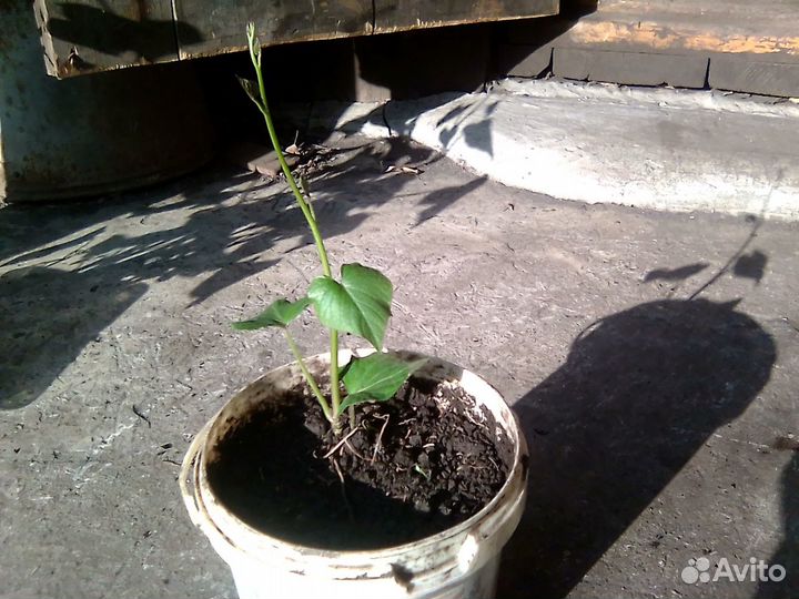 Рассада батат