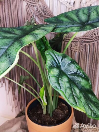 Алоказия шкура дракона